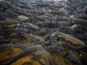 Climate Change and Overfishing Threaten Trout in Gilgit-Baltistan