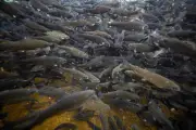 Climate change, overfishing slash trout population in Pakistan's Gilgit-Baltistan by 50%