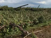 Climate Change Wreaks Havoc on K-P Crops, Farmers Face Ruin