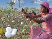 Cotton Growers Advised on Heat Stress Management During Flowering Stage