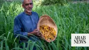 Early Date Harvest Arrives in Al-Ahsa Central Markets with Over 20 Varieties