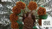 Early Date Harvest Season Begins in Saudi Arabia