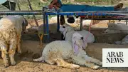 Eid cattle markets become social media stages for Pakistani youth