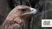 Feliks the Eagle Returns to Serbia After Harrowing Kidnap Ordeal