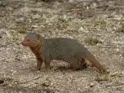 First Rabies Death of 2026 Reported in Karachi After Mongoose Bite