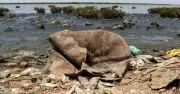 Ghotki Bar Moves SHC Against Toxic Wastewater Dumping