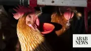 H5 Bird Flu Detected in Second Australian State, Poultry Lockdowns Imposed