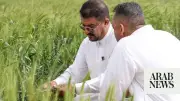 Iraq Expects 5 Million Ton Wheat Harvest, Eyes Self-Sufficiency
