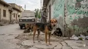 Islamabad High Court Dog Culling Ruling: TVNR Implementation Challenges in Pakistan