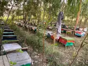 K-P Beekeepers Struggle as Climate Change Stings