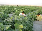 K-P CM Afridi Announces Food Self-Sufficiency Plan, Slams Federal Government