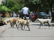 Karachi Dog-Bite Crisis: Over 12,000 Cases in Early 2026, Hospitals Overwhelmed
