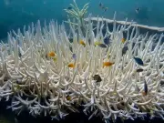 Kenya's Coral Reefs Show Resilience Amid Climate Change