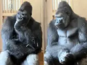 Lonely Gorilla Kiyomasa Goes Viral After Zoo Spat