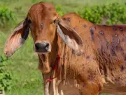 Lumpy Skin Disease Surge Alarms Livestock Farmers in Sargodha District
