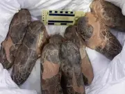 Mongolia Recovers Rare Dinosaur Skeleton After 20-Year Struggle