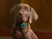 Netflix Reveals Cast for Live-Action Scooby-Doo Series Origins