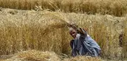 Pakistan Agriculture at Critical Crossroads: Economic Survey 2025-26 Reveals 7 Key Stress Signals