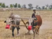Pakistan Agriculture Grows 2.89% in 2025-26, Rebounds from Floods