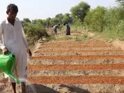 Pakistan Agriculture Sector Grows 2.89% in 2025-26, Led by Sugarcane and Wheat