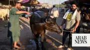 Pakistan finalizes buffalo genetics export deal with China, targets $25M annual exports