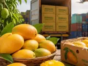 Pakistan Has Tremendous Potential to Expand Mango Exports to China: PCJCCI Official