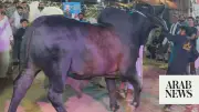 Pakistan's Giant Eid Bulls: Size and Devotion on Display at VIP Market