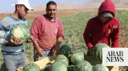 Palestinian Agriculture Ministry Confirms No Watermelon Virus in Fields