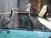 Pelicans' Eyes Sewn Shut During Smuggling, Wildlife Officials Reveal