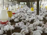 Poultry Association Slams Budget 2026-27, Warns of Food Security Risks