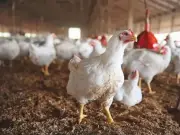 Poultry Industry Criticises Budget, Calls for Tax Relief