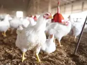 Poultry, Vegetable Prices Surge in Lahore, Burdening Consumers