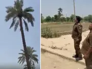Proclaimed Offender Arrested After Climbing 60-Foot Palm Tree in Dera Ghazi Khan