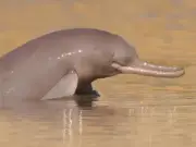 Punjab Declares Indus River Stretch as Dolphin Sanctuary