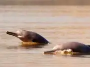 Punjab Designates Sanctuary for Endangered Indus River Dolphin Conservation