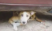 Punjab Dog Crisis: Poisoning vs. Humane Solutions in Pakistan