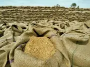 Punjab govt to procure 1m tonnes wheat from PASSCO