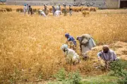 Punjab Kissan Cards empower 832,000 farmers with Rs25.4 billion loans