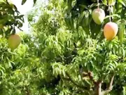 Punjab's Mango Industry Faces 20% Production Decline Due to Climate Challenges