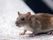 Rat Attacks on the Rise in Peshawar: Over 3,000 Bite Cases in Three Months