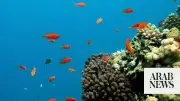 Saudi Wildlife Center Documents Largest Asir Garra Fish Migration