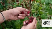Serbian Raspberry Capital Arilje Faces Climate and Price Challenges