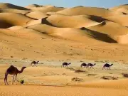 Shepherd Dies of Dehydration After Losing Way in Cholistan Desert