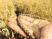 Sindh CM orders crackdown on wheat hoarding amid price surge