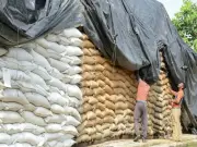 Sindh Food Minister Dismisses 5 Officials in Rs2.62 Billion Wheat Scam