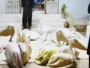 Sindh Wildlife Department Rescues 16 Pelicans from Smugglers in Karachi Raid