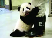 Taipei Zoo Celebrates Sixth Birthday of Giant Panda Yuanbao with Live Stream