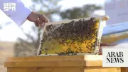 Talh Beekeeping Permits Open in Royal Reserve for Fifth Season