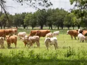 Texas Screwworm Outbreak: US Officials Scramble to Contain Flesh-Eating Parasite