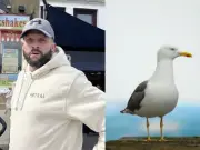 Tourist Allegedly Punches Seagull to Death After Theft in St Ives